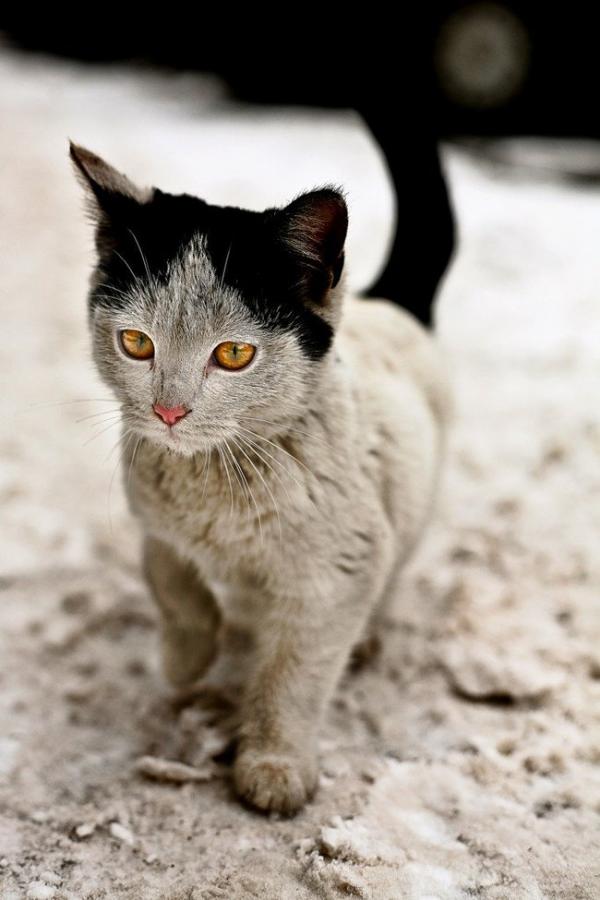 cat1
