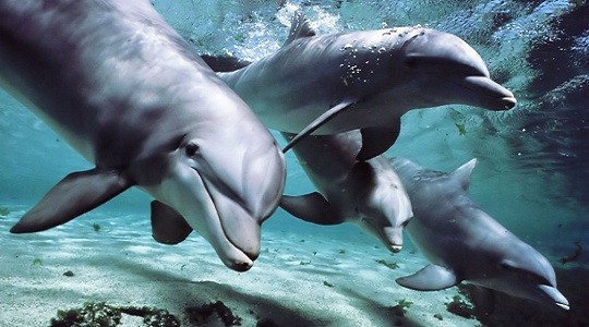 dolphins