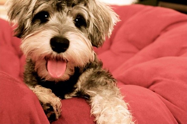 Schnauzer