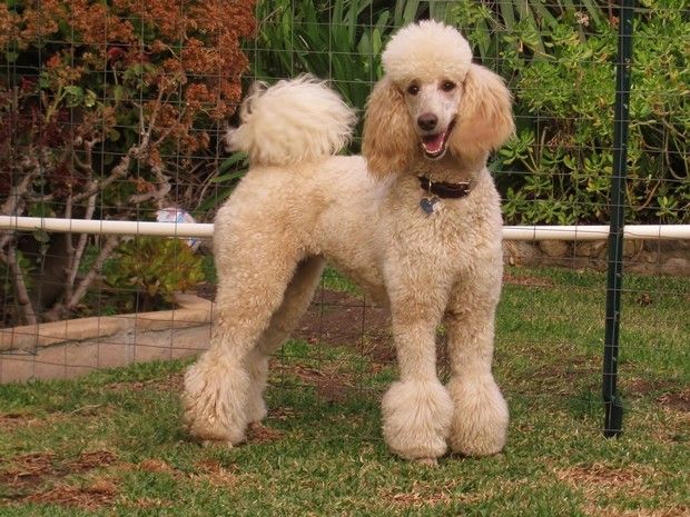 StandardPoodle