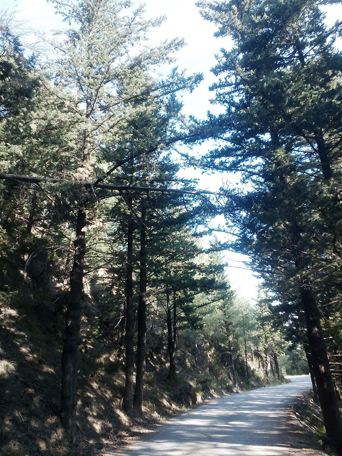 papath2