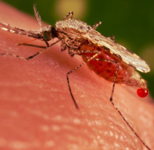 mosquito 1