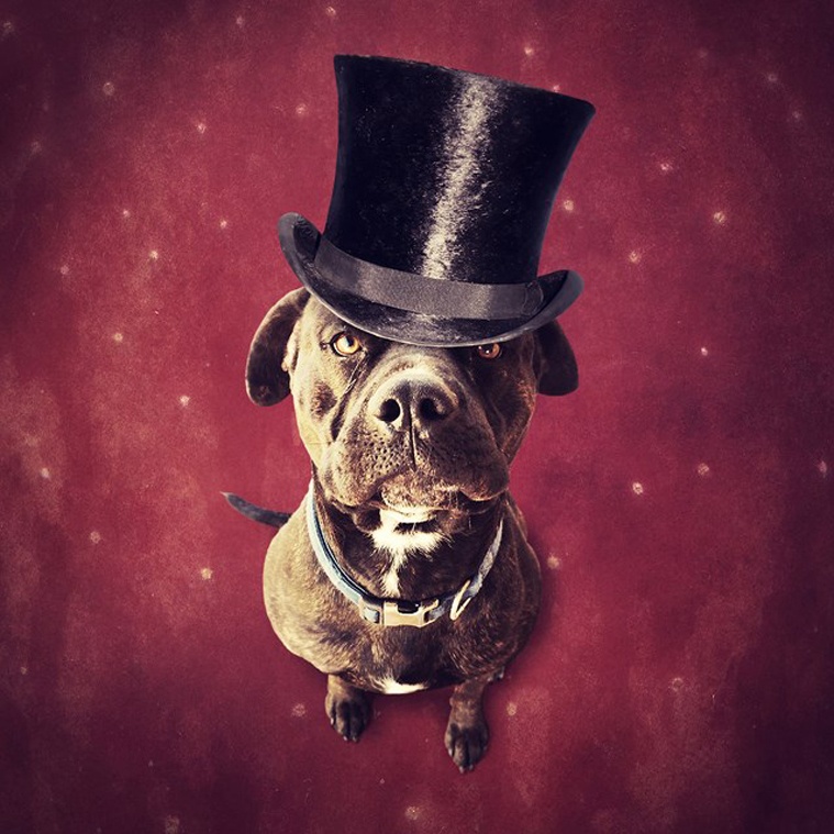 dog5