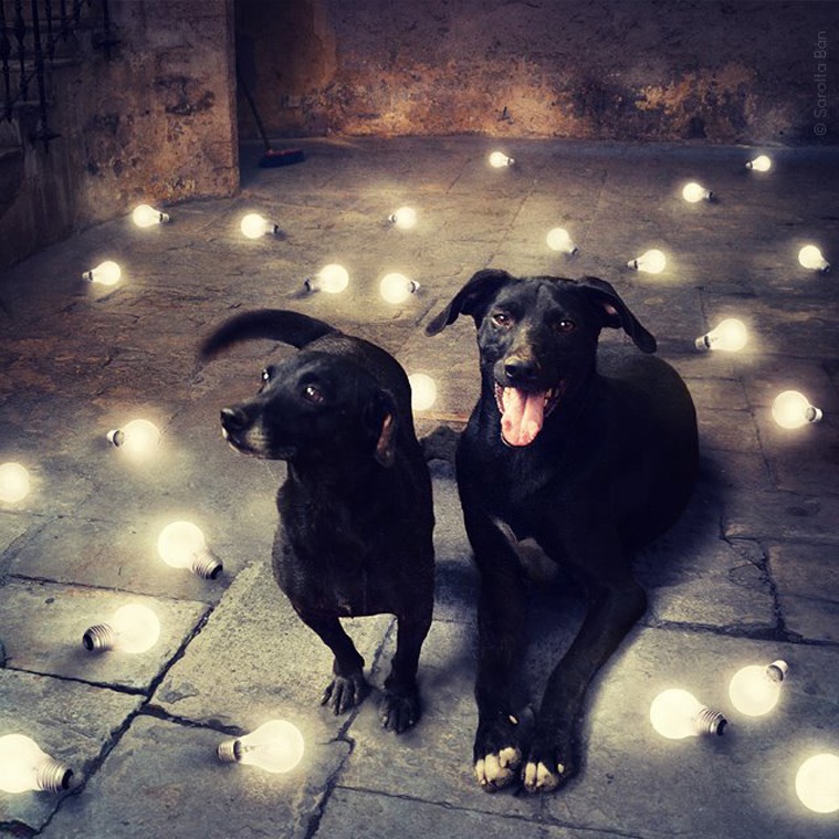 dog7