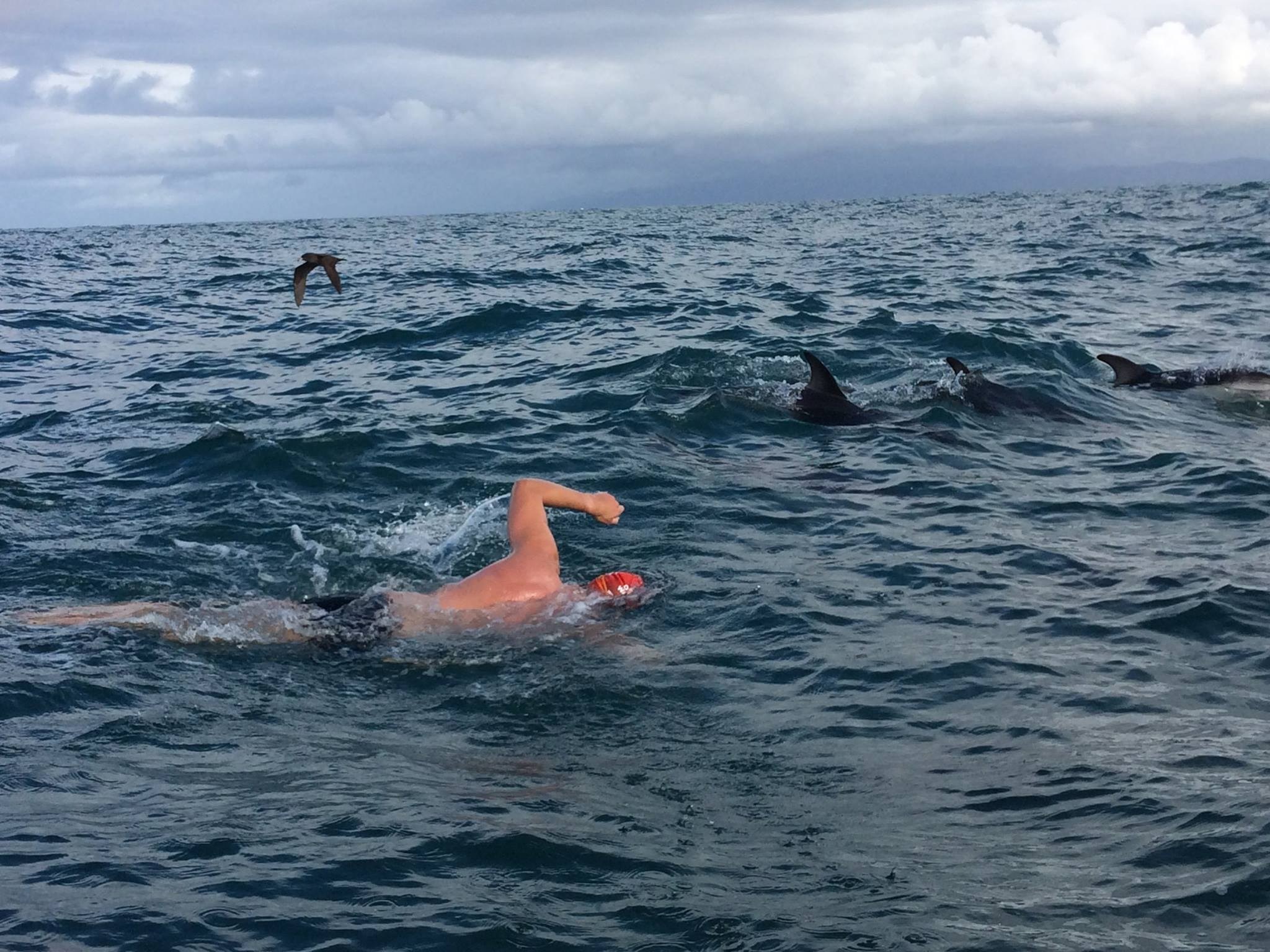 dolphins2