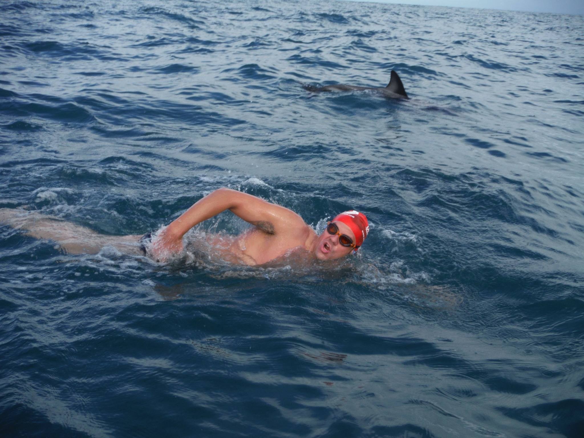 dolphins3