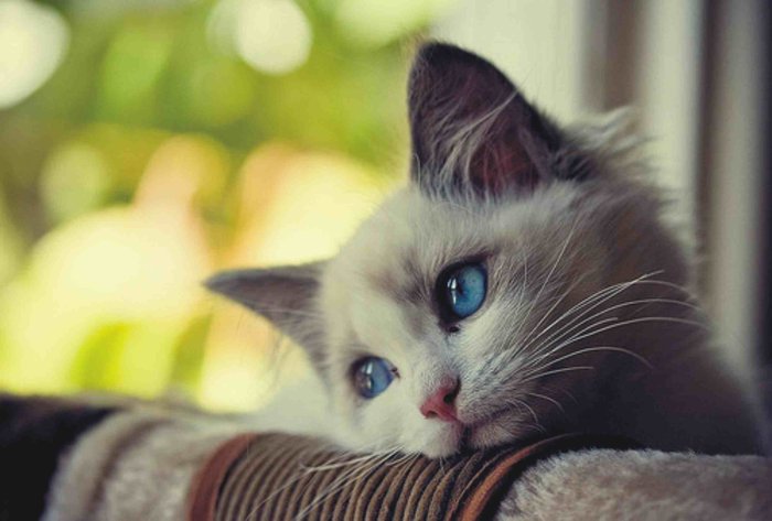 cat