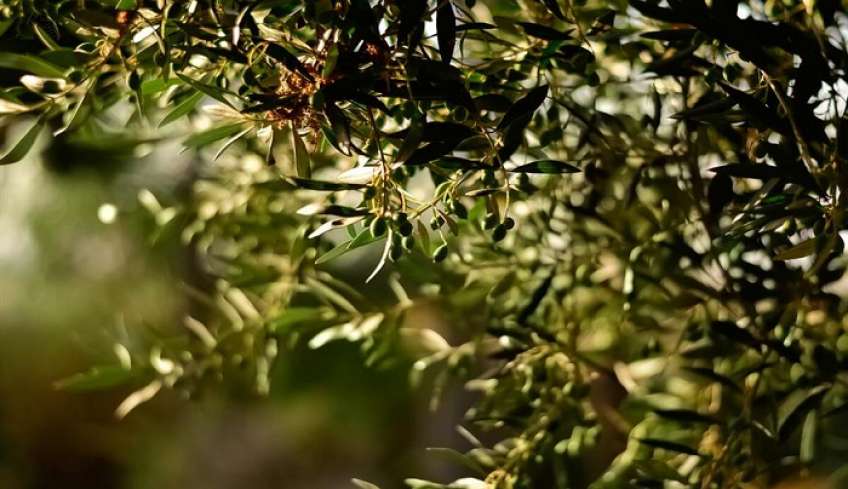 Απλησίαστο το ελαιόλαδο: Στην Ηλεία φεύγει από τον παραγωγό στα 9,25 ευρώ το λίτρο και θα καταλήξει στο ράφι στα 25 ευρώ το μισό λίτρο