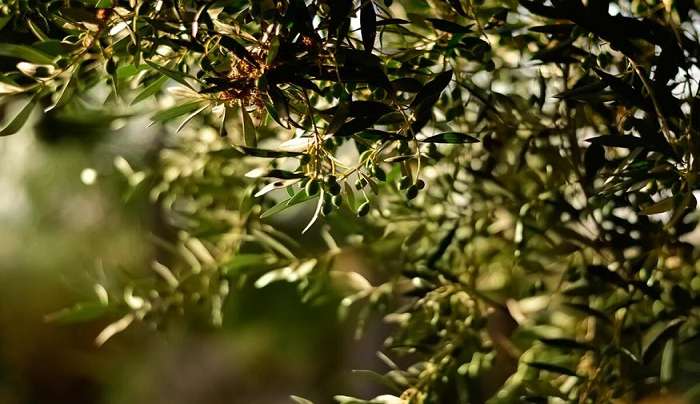 Απλησίαστο το ελαιόλαδο: Στην Ηλεία φεύγει από τον παραγωγό στα 9,25 ευρώ το λίτρο και θα καταλήξει στο ράφι στα 25 ευρώ το μισό λίτρο