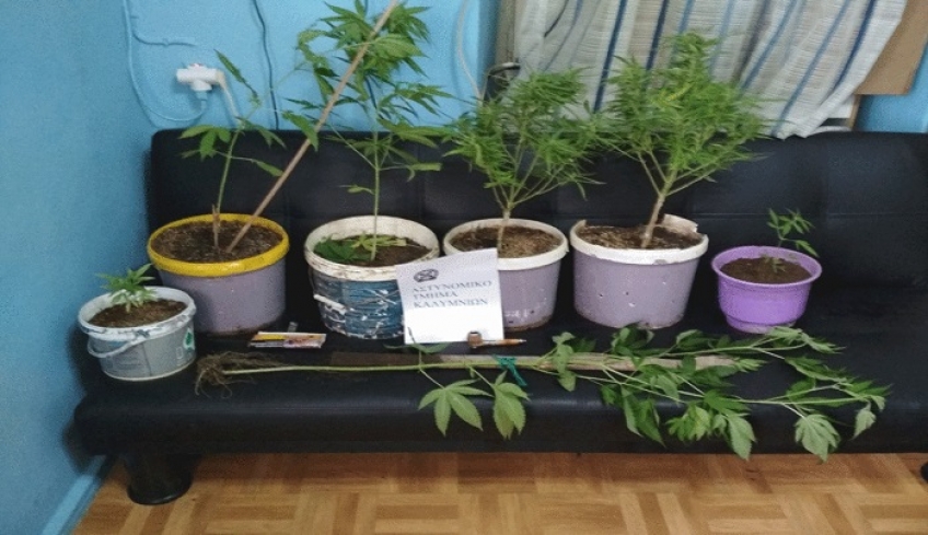 Συνελήφθη 70χρονος ημεδαπός για καλλιέργεια και κατοχή κάνναβης στην Κάλυμνο