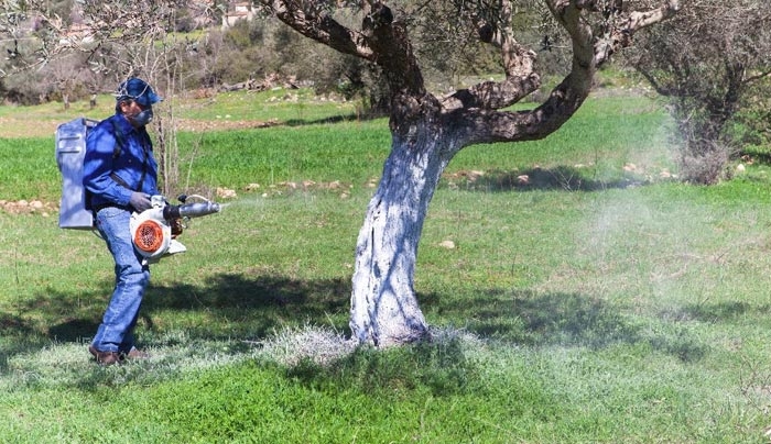 «Έναρξη δολωματικών ψεκασμών δακοκτονίας στο νησί της Κω»