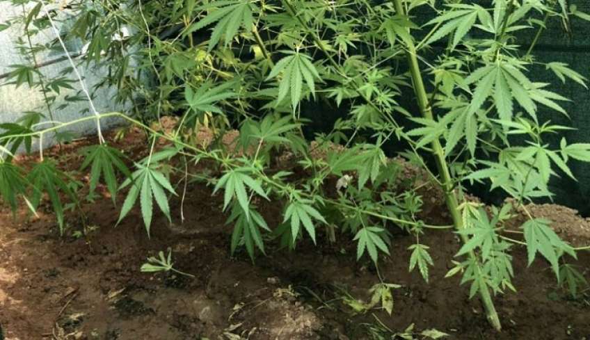 67χρονος στην Κω έκρυβε «δάσος» από κάνναβη και 33.823 σπόρους