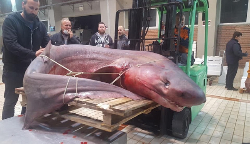 Καβάλα: Στα δίχτυα ψαράδων καρχαριοειδές 330 κιλών