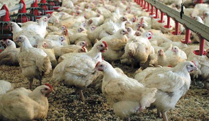 Αυτό κάνουν στα κοτόπουλα για να τα πουλήσουν πιο ακριβά! (Βίντεο)