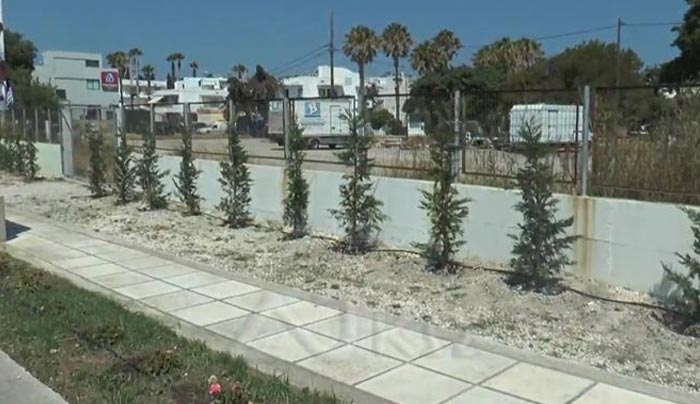 Δενδροφύτευση στον αύλειο χώρο του ΣΒΟΥΡΕΝΕΙΟΥ ΚΔΑΠ- ΜΕΑ (βίντεο)