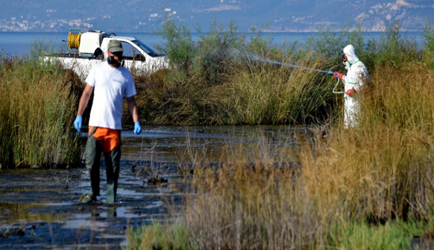 Ιός Δυτικού Νείλου: 5 κρούσματα στην Ξάνθη -Ανησυχία στους κατοίκους