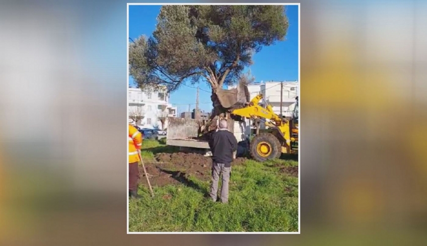 Μια αιωνόβια ελιά, προσφορά της οικογένειας Κουτσουράδη, κοσμεί από σήμερα την Κέφαλο