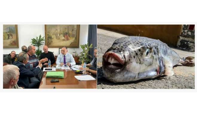Αλιευτικός Σύλλογος Παράκτιας Αλιείας Καλύμνου: Μετά από 10 χρόνια προσπαθειών και πιέσεων, εγκρίθηκε το αίτημα επικήρυξης του λαγοκέφαλου.