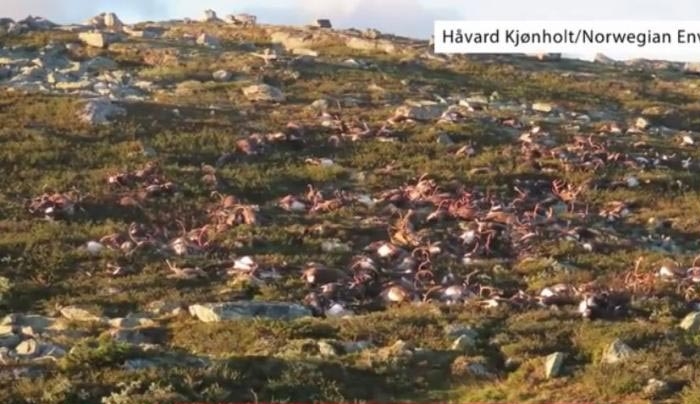Δεν έχει ξαναγίνει: Εκατοντάδες τάρανδοι πέθαναν μαζί από κεραυνό. Απίστευτες εικόνες