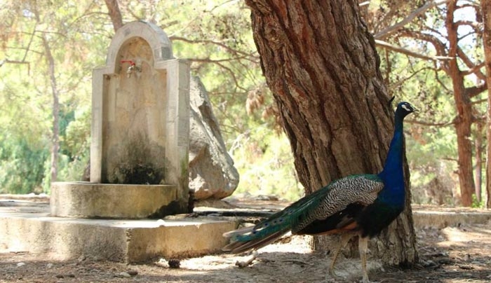 Ύμνοι για την Κω σε ταξιδιωτικά blogs της Γαλλίας