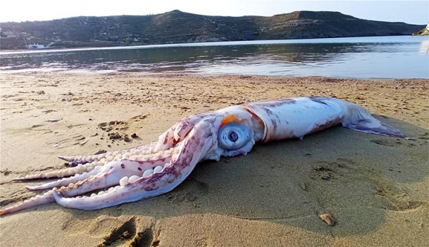 Τρόμαξαν με αυτό που βγήκε σε παραλία της Κέας