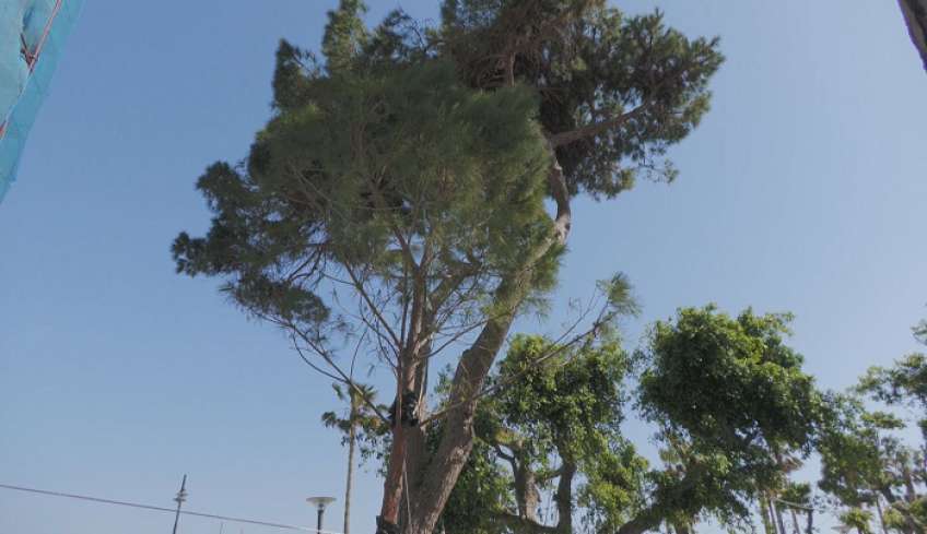 Δυο επτάμετρα πεύκα τοποθετήθηκαν στην πλατεία δίπλα στο Δημαρχείο στη θέση αυτών που μετακινήθηκαν λόγω επικινδυνότητας