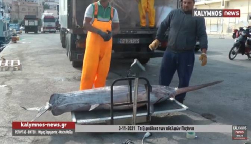 «Καλή ψαριά» από ξιφίες έφεραν στο λιμάνι της Καλύμνου τα 2 αλιευτικά των αδελφών Σκεύου κια Σάκη Πιζάνια (video)