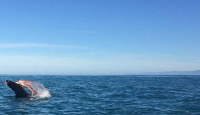 Μάχη ζωής και θανάτου ανάμεσα σε γιγάντιο χταπόδι και φώκια 120 κιλών (βίντεο)