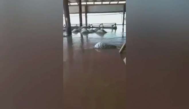 Γροθιά στο στομάχι: H στιγμή που κτηνοτρόφος αντικρίζει τα 800 πνιγμένα ζώα του στη Λάρισα