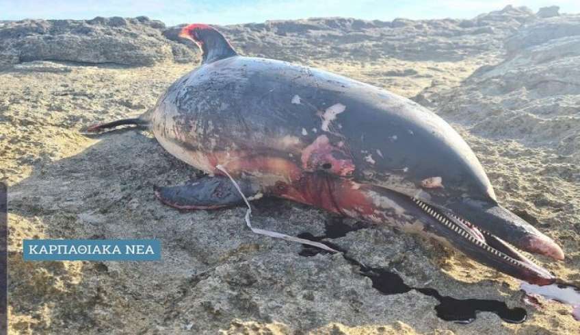 Δολοφονία Δελφινιού στην Κάρπαθο