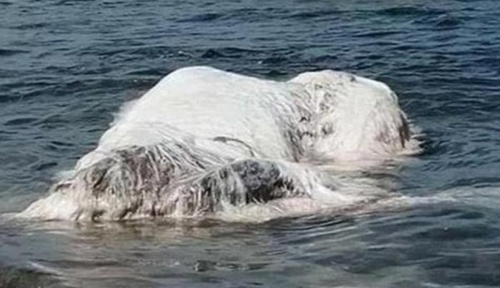 Τρόμος για το τριχωτό τέρας που ξεβράστηκε σε παραλία μετά από σεισμό! [pics]