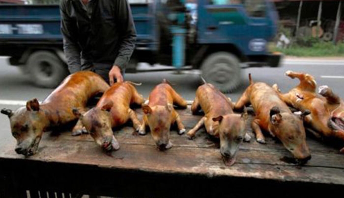 ΣΟΚ! Αυτά θέλουν να μας ΤΑΙΖΟΥΝ! Έρχεται κρέας σκύλου και στα ελληνικά σούπερ μάρκετ;